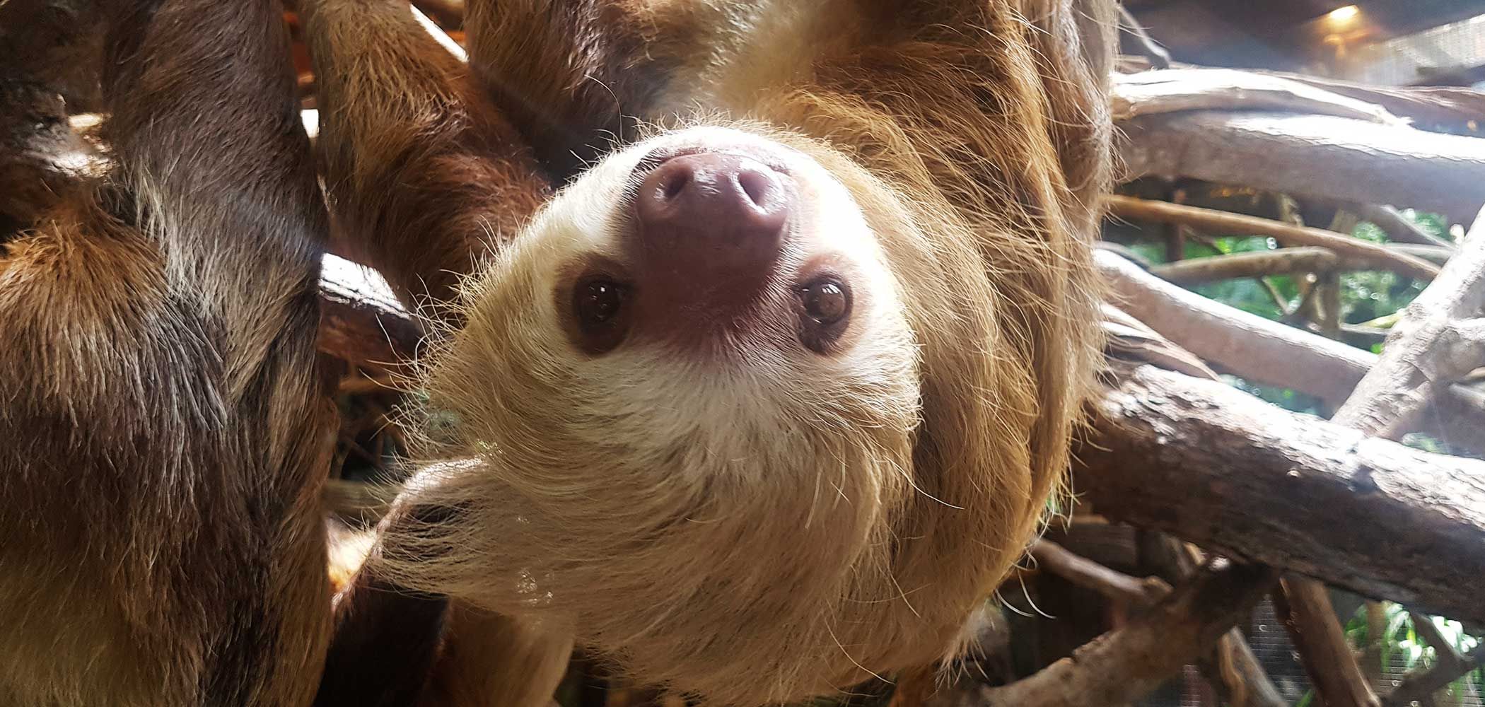 The three-toed brown-throated sloth