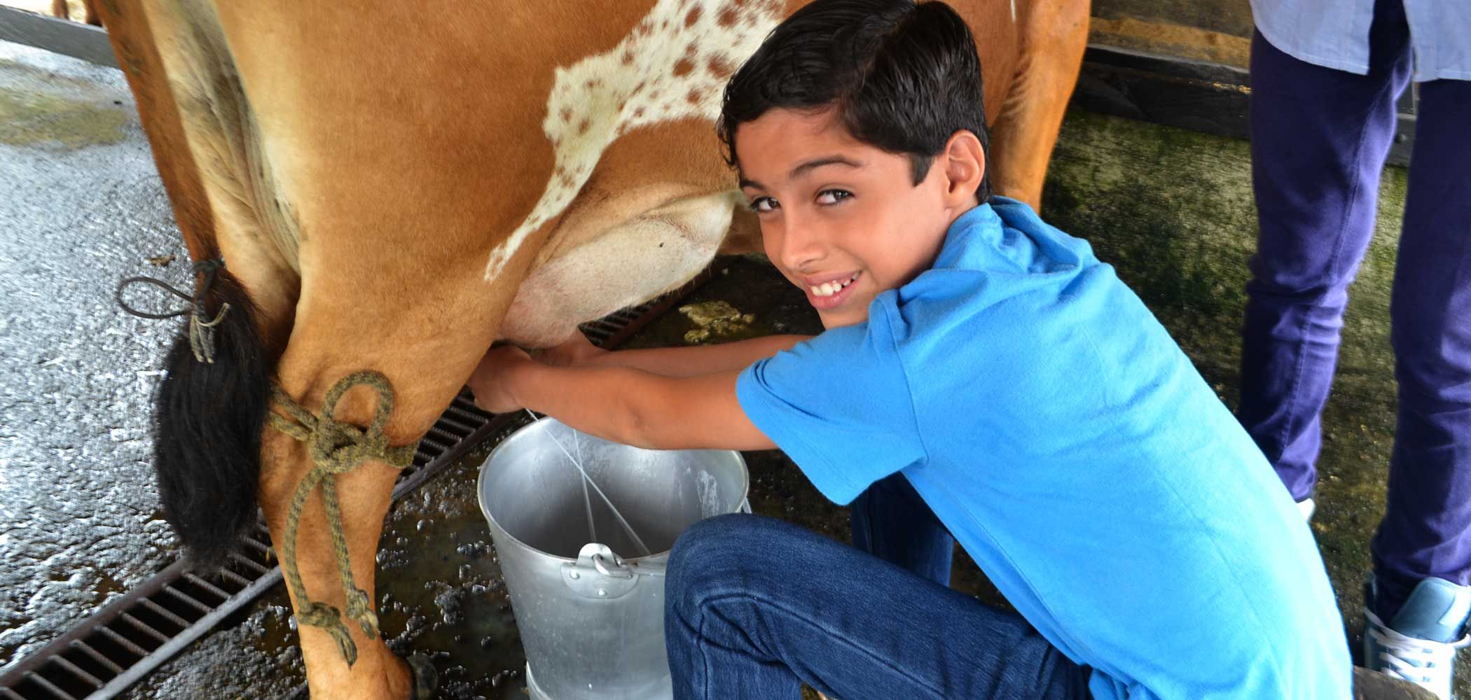 Boy milking a cow on a tour in San Gerardo de Dota