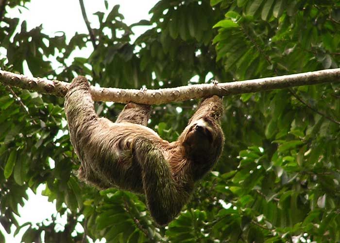 At leisure in Manuel Antonio